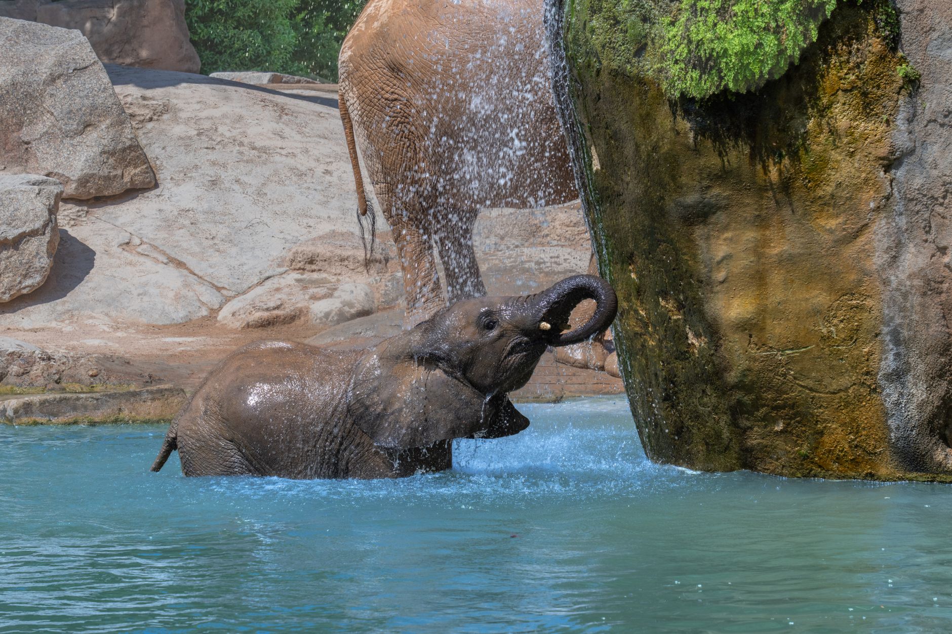 Playful young elephant splashing in a pool under a waterfall in Valencia Zoo, Spain.