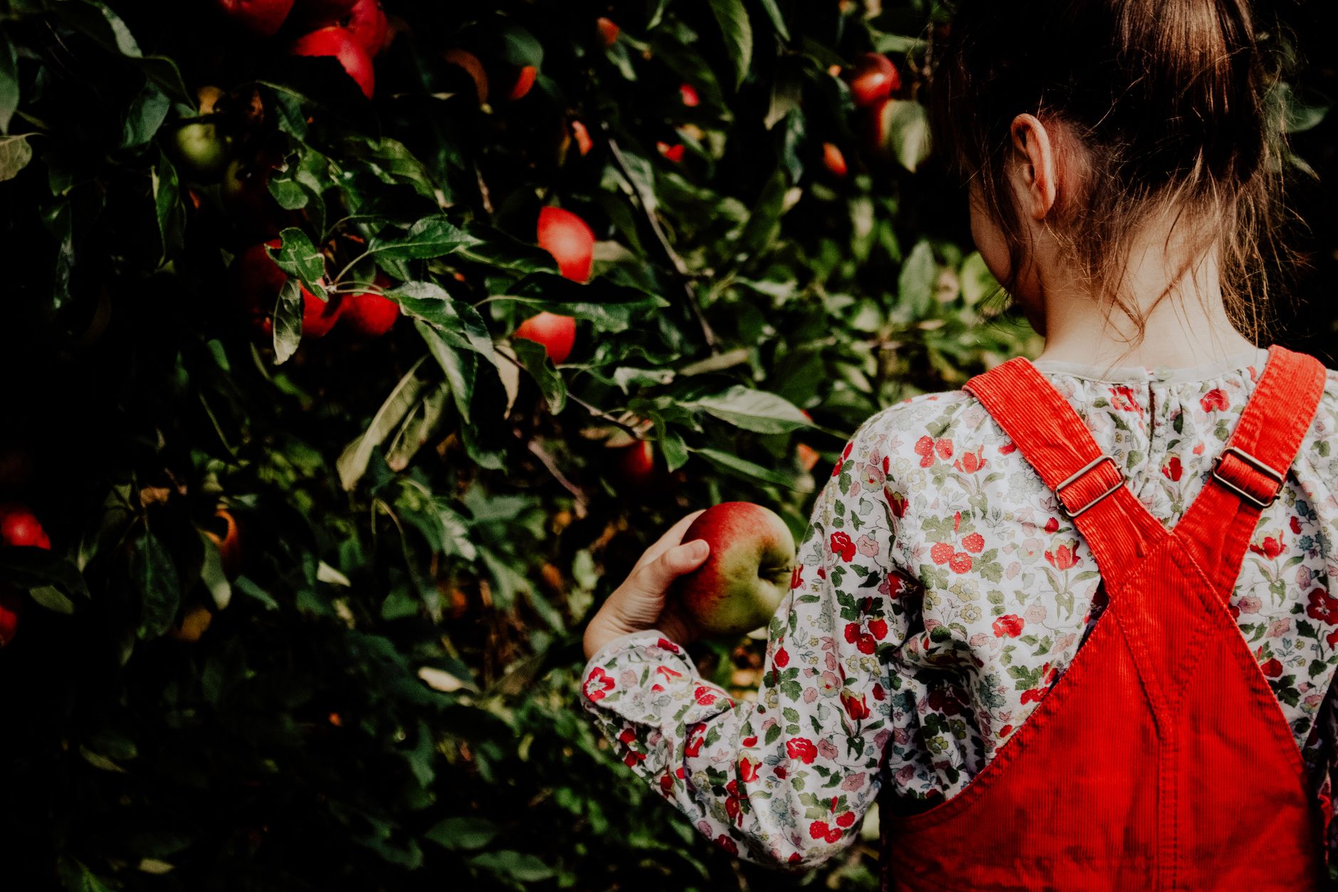 Girl in floral shirt and red jumper picking apples from a tree in an orchard.